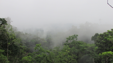 Bosque nuboso, tomada en finca Chacon en 2018