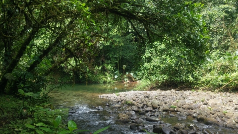 Bosque y rio, Finca Umaña tomada en 2016