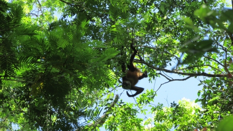 Mono colorado, tomada en finca Requenes en 2016