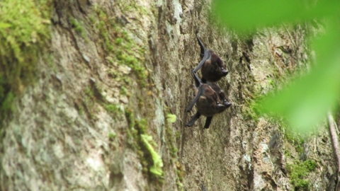 Murciélagos, tomada en finca Metirhon en 2020