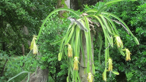 Ardilla, tomada en finca Rivas en 2018