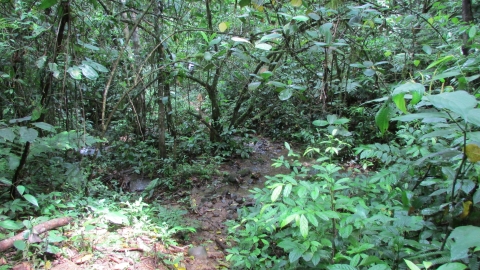 Bosque, Finca San Nicolas tomada en 2016