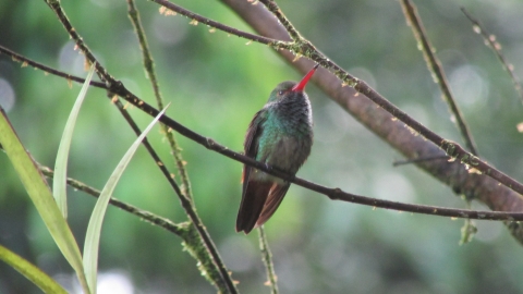 Colibrí, Finca Umaña tomada en 2017