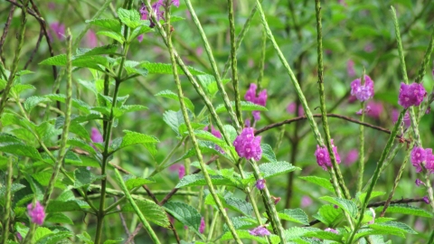 Flora, Finca Umaña tomada en 2017