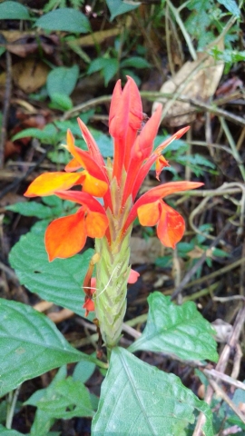 Flora, tomada en finca Porras en 2017