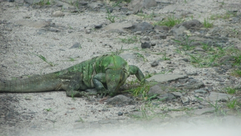 Iguana, tomada en finca Riva en 2018
