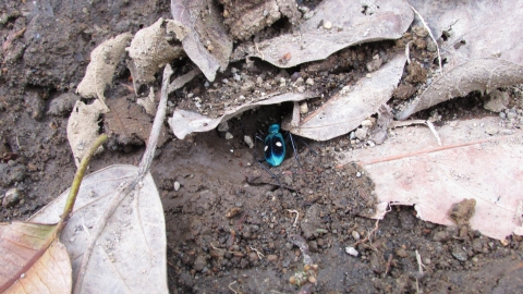 Insecto, tomada en finca yurika en 2017