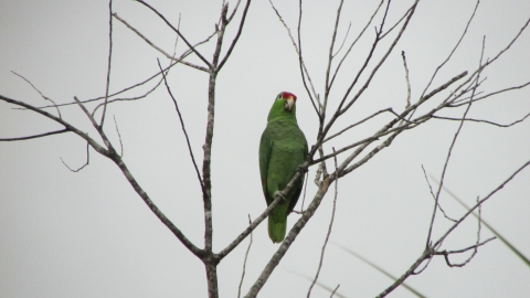 Lora, tomada en finca Juana en 2017