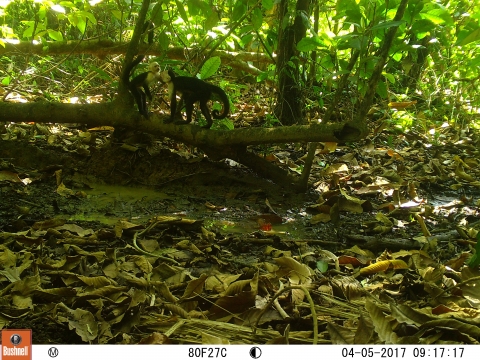 Monos cariblancos, tomada en Cámara Trampa Round River (Parajeles)  en 2017