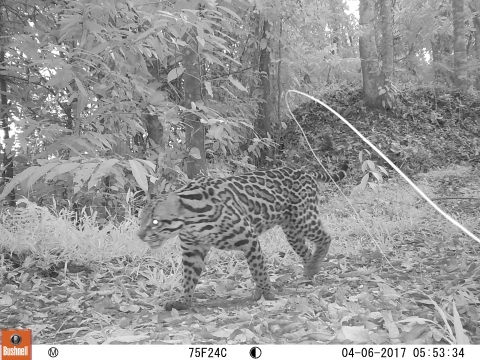 Ocelote, tomada en Cámara Trampa Round River (Parajeles)  en 2017