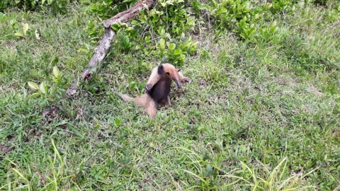 Oso hormiguero, tomada en finca Macafi en 2019