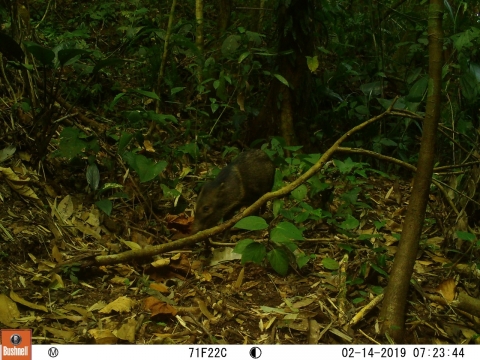 Saíno, tomada en finca Blanco en 2019