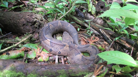 Serpiente, tomada en finca Salazar en 2017