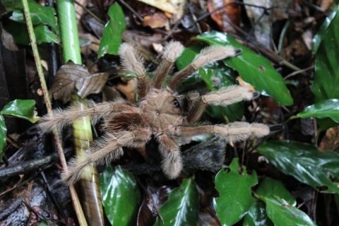 Tarántula, Finca Campbell tomada en 2017