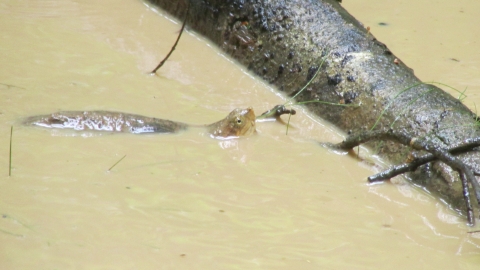 Tortuga de rio, Finca Makna tomada en 2017