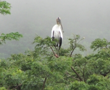 Ave grande, tomada en finca Parajeles en 2016